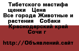  Тибетского мастифа щенки › Цена ­ 10 000 - Все города Животные и растения » Собаки   . Краснодарский край,Сочи г.